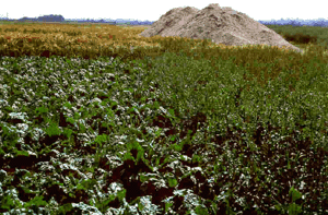 Bodenkalkung (Carbokalk) verbessert die Bodenstruktur.